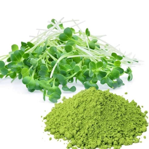 Benefits of Alfalfa Juice Powder - Wholesale B2B Bulk Suppliers