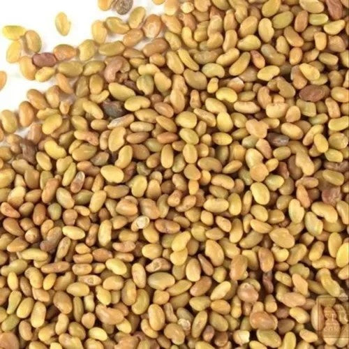 Benefits of Alfalfa Seeds - Wholesale B2B Bulk Suppliers