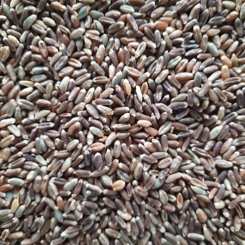 Benefits Of Black Wheat Seeds - Wholesale B2B Bulk Suppliers
