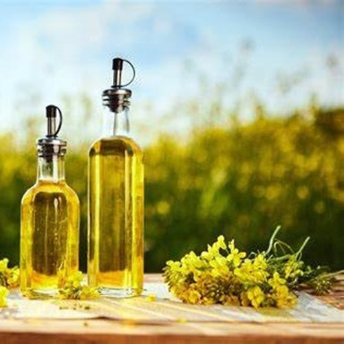 Benefits of Canola Oil - Wholesale B2B Bulk Suppliers in USA
