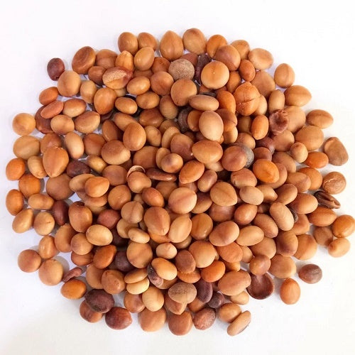 Benefits Of Cassia Nodosa Seeds - Wholesale B2B Bulk Suppliers