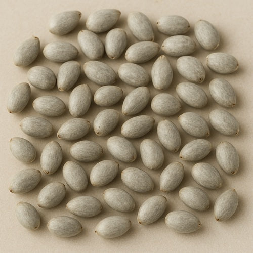 Benefits of Cotton seeds - Wholesale B2B Bulk Suppliers in USA