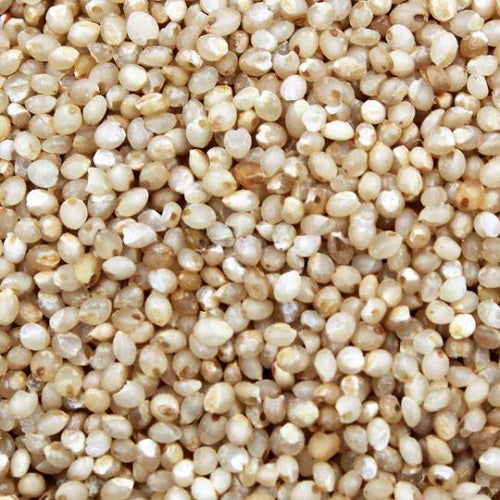 Benefits of Little Millet Seeds - Wholesale B2B Bulk Suppliers in USA