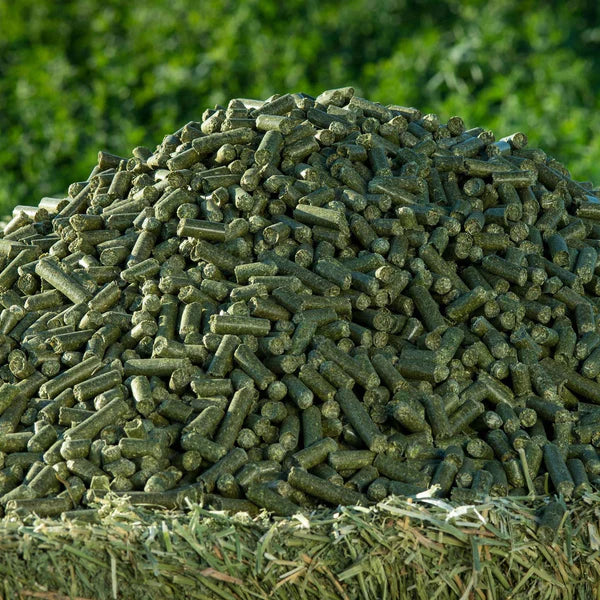 Benefits of Moringa pellets for Pig Feed - Wholesale B2B Bulk Suppliers