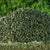 Benefits of Moringa pellets for Pig Feed - Wholesale B2B Bulk Suppliers
