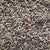 Black Wheat Seeds